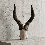 Red Hartebeest Skull Plate