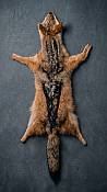 Jackal Hide Decor | Compact African Animal Pelts A beautiful African black-backed jackal hide draped elegantly over a wooden chest in a luxury safari lodge-themed entryway