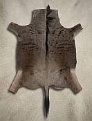Premium Tanned Blue Wildebeest Game Skin Quality Close-up view of the thick leather backing, coarse mane hair, and distinct dark vertical brindle bands of a professionally tanned wildebeest skin