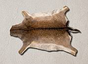 Tanned Fallow Deer Skin Quality Close-up view of the dense, velvety hair-on coat and premium supple leather backing of a professionally tanned spotted Fallow Deer skin