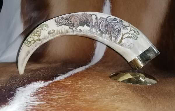 Scrimshaw Warthog Tusk - Buffalo
