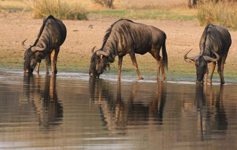 Wildebeest drinking water Blue Wildesst at water hole